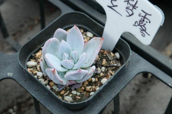 多肉植物橙梦露的养殖方法