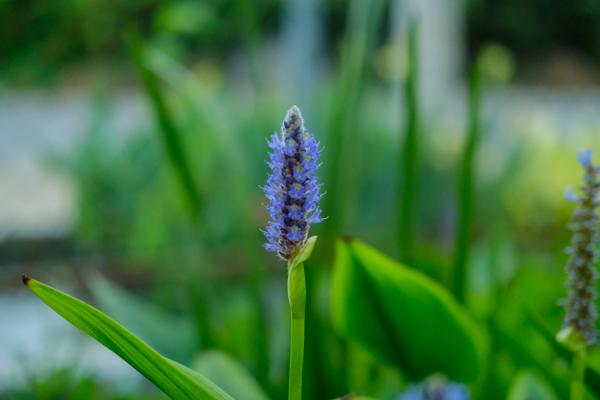 梭鱼草的养殖方法和注意事项