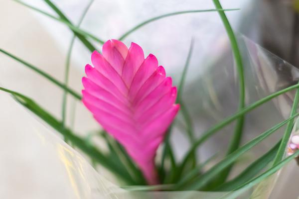 铁兰的养殖方法和注意事项