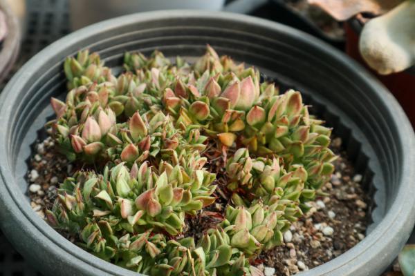 多肉是如何被死亡的