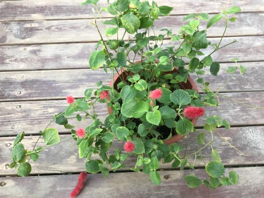 狗尾红的养殖方法和注意事项