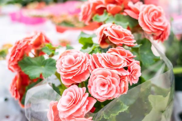 丽格海棠养殖方法