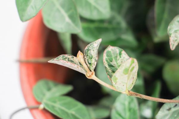 花叶络石怎么养