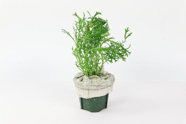 玛格丽特花有哪些品种