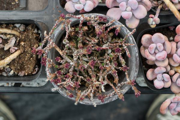 多肉圈中的十六大定律