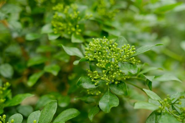 果木盆景的介绍和图片欣赏