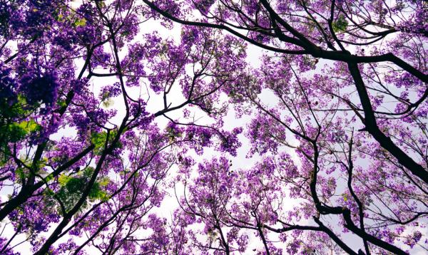 蓝花楹在世界各地的相关文化