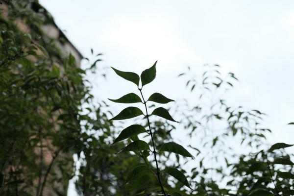 金银木的养殖方法