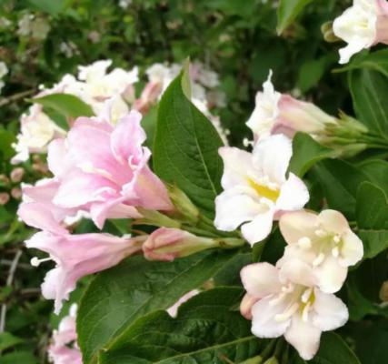 锦带花品种大全