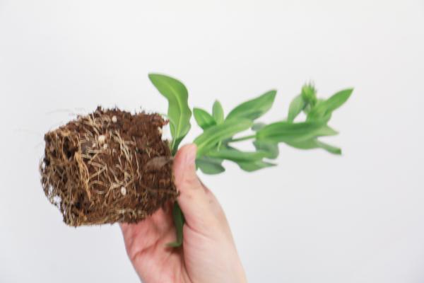 洋桔梗的养殖方法和注意事项