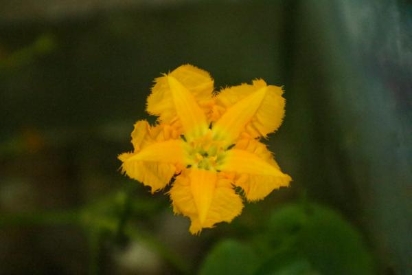 荇菜养殖方法和注意事项