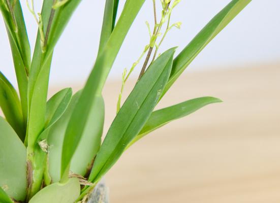 文心兰的常见品种