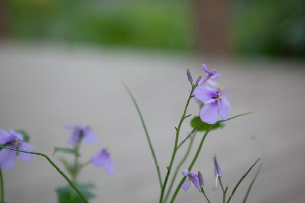 二月兰变异了，环肥燕瘦很迷幻