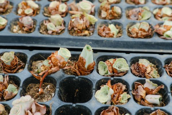 山地玫瑰开花会死吗