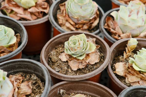 山地玫瑰养殖方法和注意事项