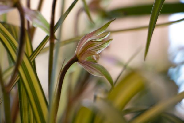 兰花缺肥有什么表现