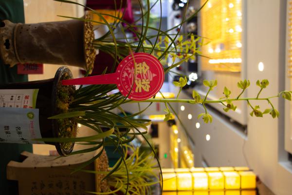 中国兰指的是哪些兰花