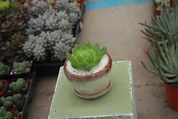 玉露开花会死吗