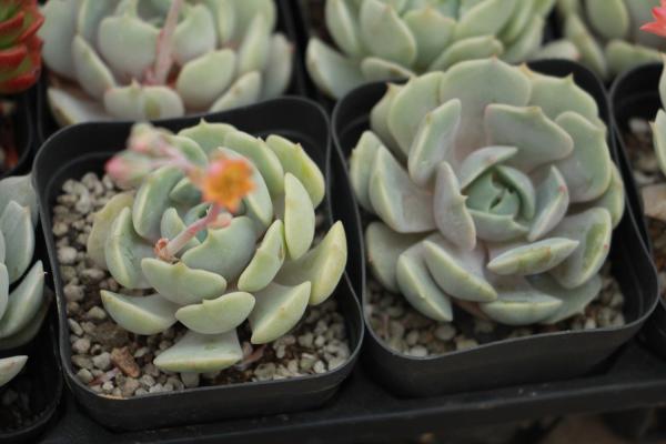 吉娃莲开花了 !