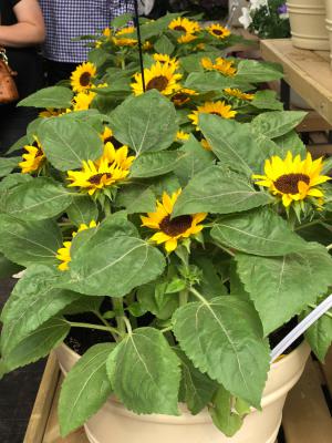 向日葵种植过程记录