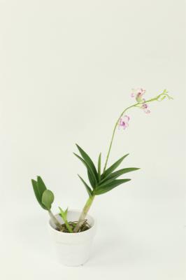 石斛的种植方法及繁殖