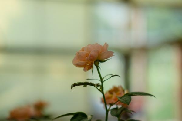 奶油龙沙月季是藤本还是灌木,怎么养