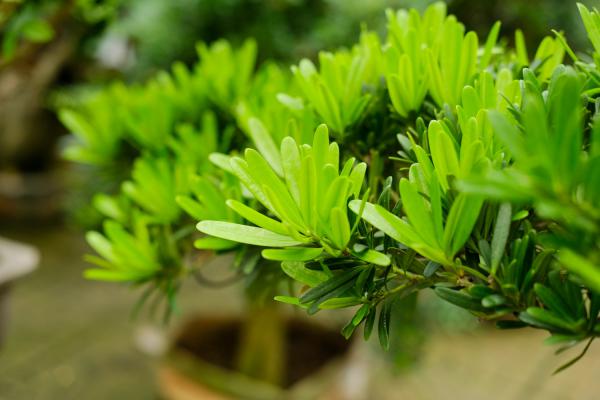 扦插罗汉松几天会生根，扦插生根最快方法