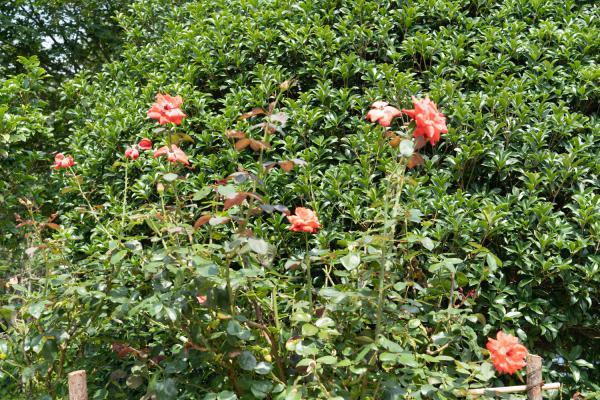 月季春化什么意思,如何春化