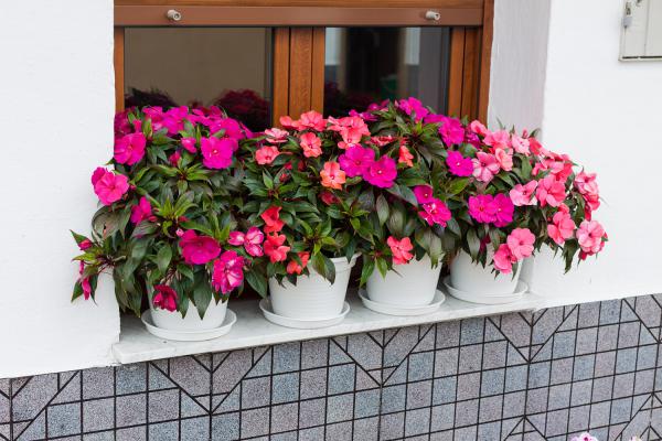 凤仙花怎么养（家庭养法）