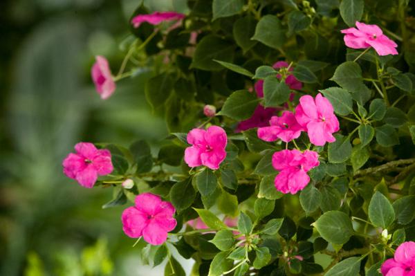 凤仙花怎么修剪，什么季节可以修剪