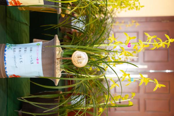 兰花开花时怎么养，开花时能移盆吗