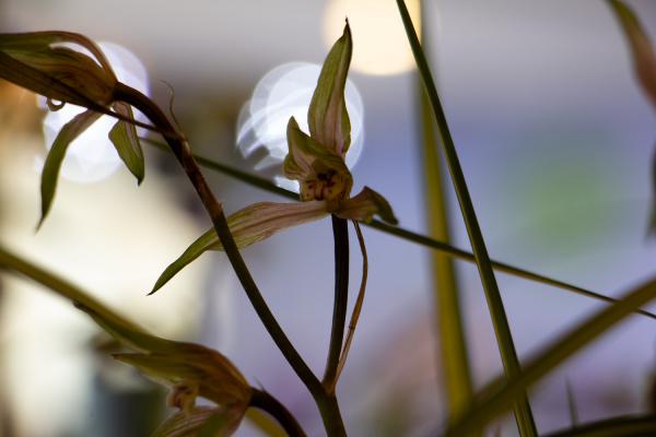 兰花可以分株养吗,分株要注意什么