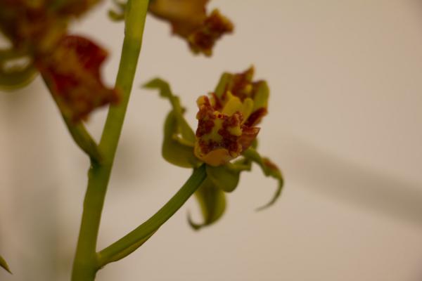 兰花什么时候换盆好,怎么换盆