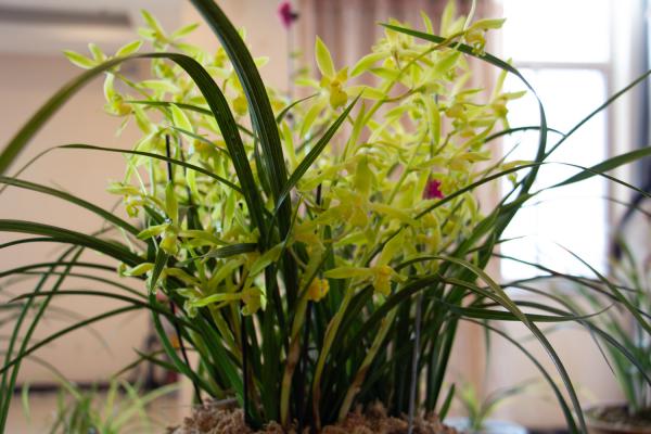 兰花用什么肥料，怎么施肥