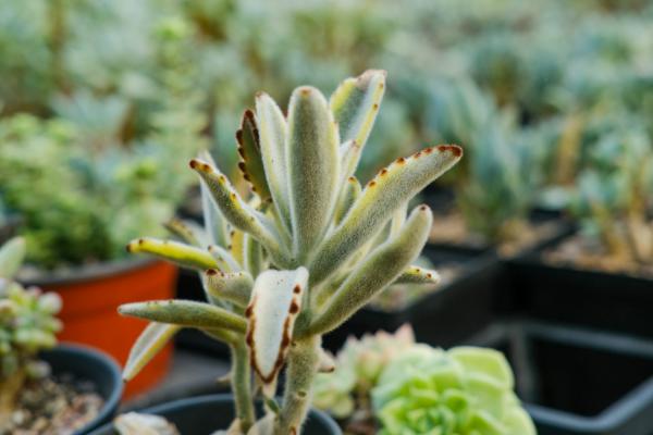 月兔耳多肉怎么繁殖，怎么养