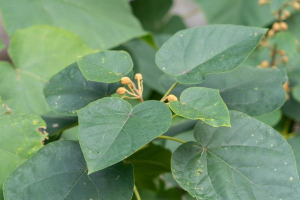 泡桐花怎么养，种植技术