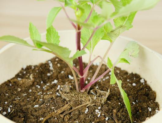 小丽花冬天怎么养，要挖出来吗