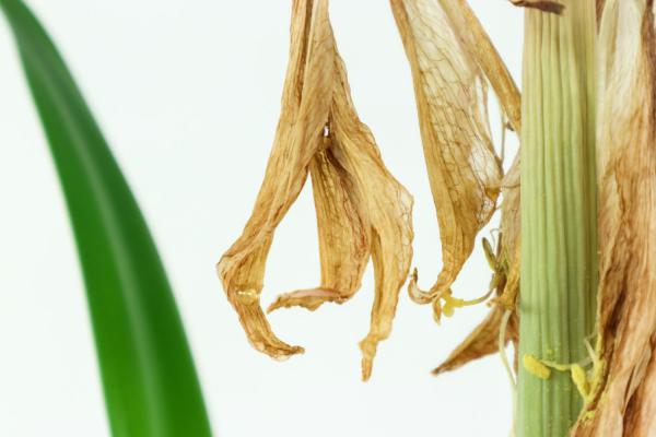 新买的朱顶红怎么养