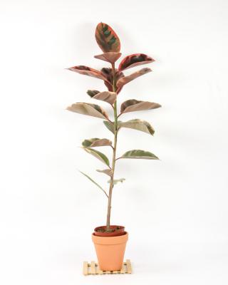 新买的橡皮树怎么养