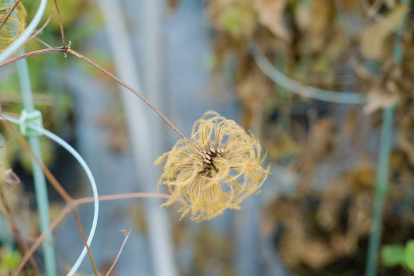 新买的铁线莲怎么养