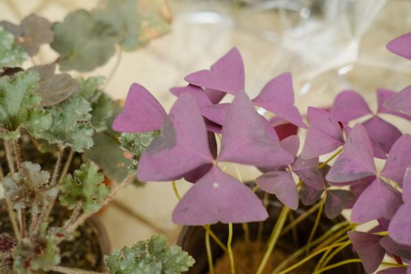 新买的紫叶酢浆草怎么养