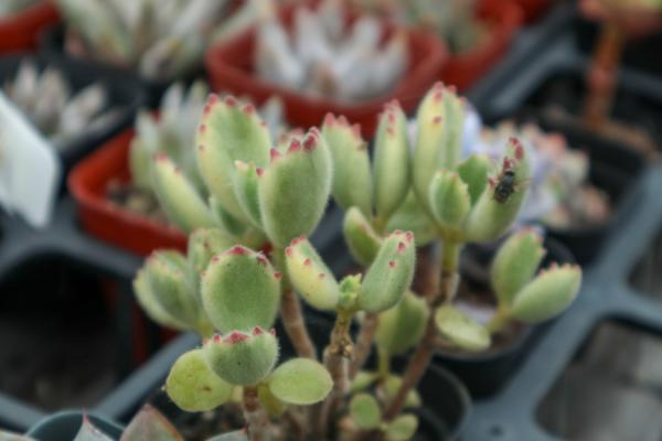 新买的熊童子怎么养