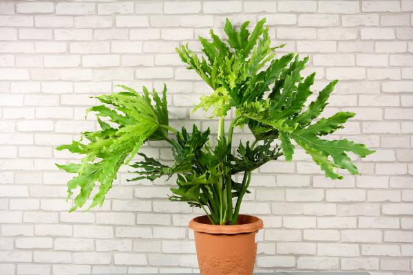 新买的春羽怎么养