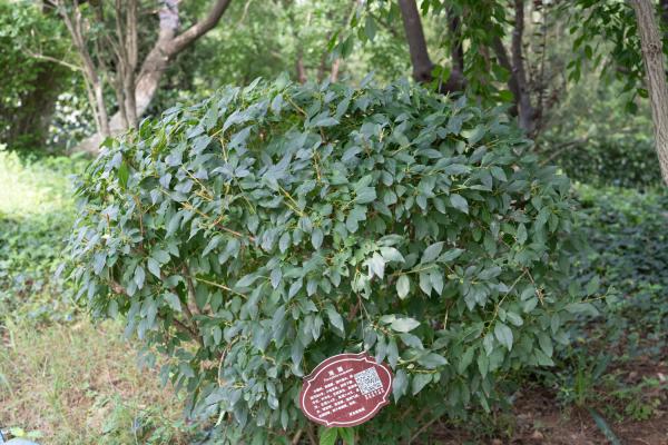 盆栽连翘花的养殖方法，特性及养护