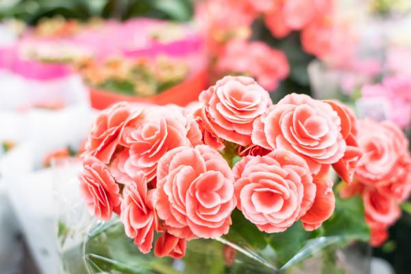 新买的丽格海棠怎么养