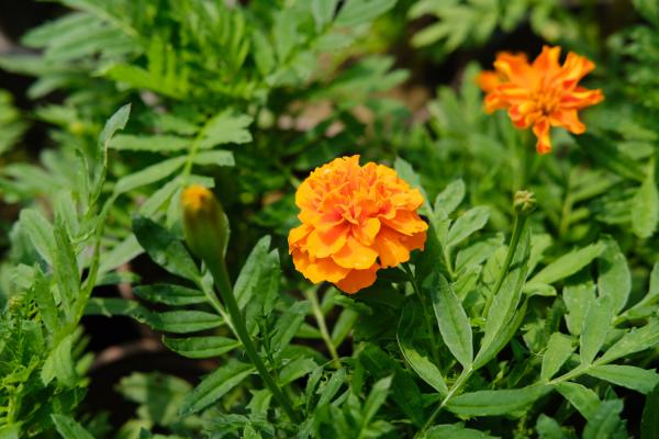 新买的万寿菊怎么养