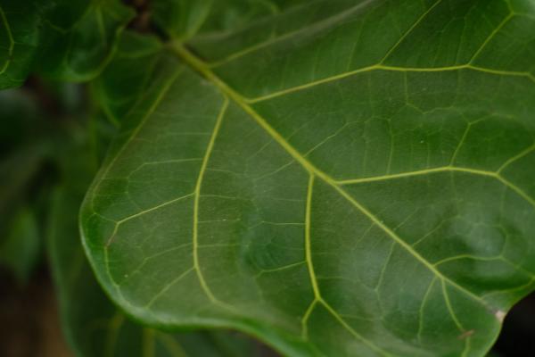 新买的琴叶榕怎么养