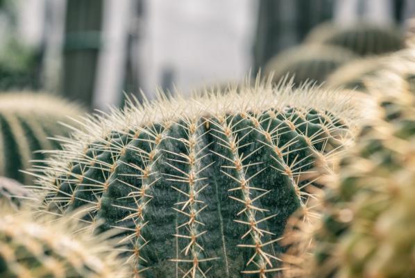 新买的仙人球怎么养