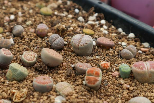 新买的生石花怎么养