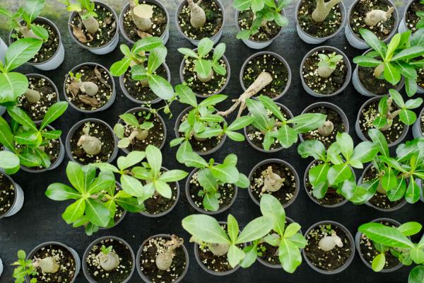 新买的沙漠玫瑰怎么养